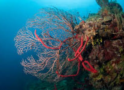 Coral Discover Uzbekistan