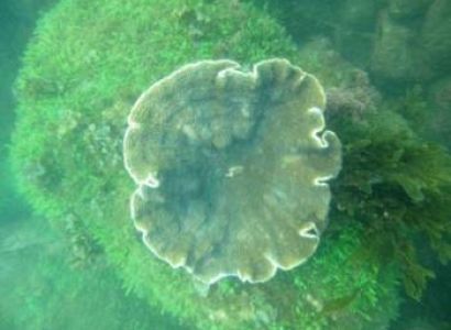 Package with 5 People