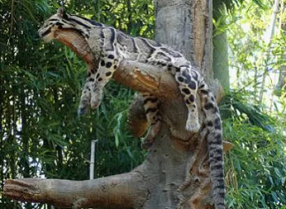 Kaziranga National Park , Shillong, Guwahati Tour