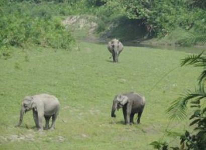 Guwahati, shillong, kaziranga National Park, shillong  Tour