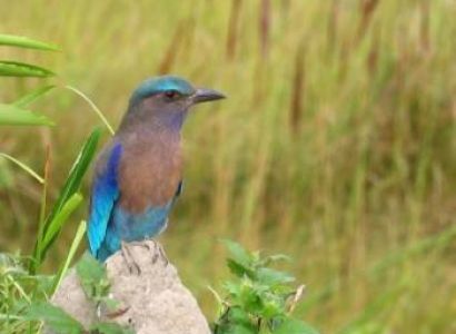 Assam Birds Tour 8 Nights