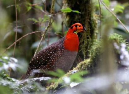 North East Bird Watching Tour 20 Days