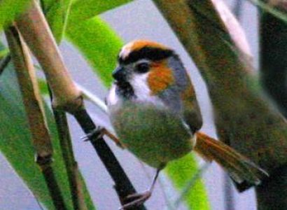 Gigantic Bird Watching Tour to North East 29 Nights