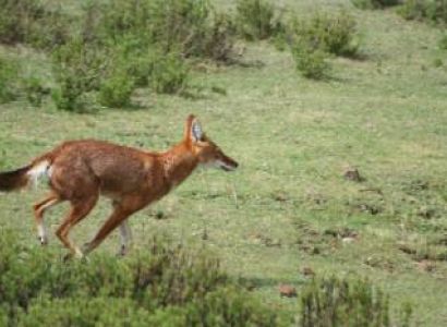 7 Nights and 8days Trek to the Summit of Ethiopia's Highest Pick Ras Dashen Tour