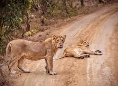 Gir National Park Tour 3 Days