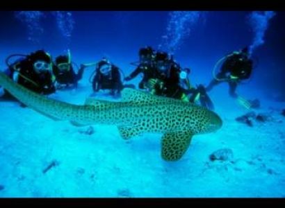 Andaman with Scuba Dive  04 Days Tour