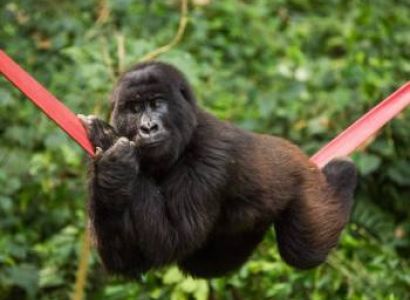 8 Days Uganda/rwanda Gorilla and Wildlife Safari Image