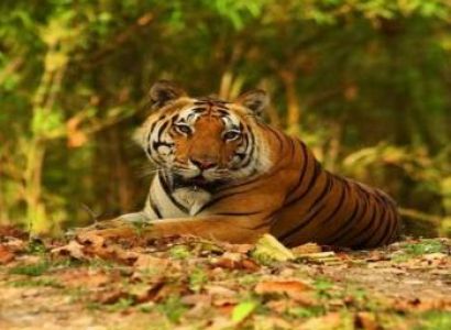 Short Trip Kanha Bandhavgarh