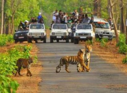 Ranthambore With Jaipur Tour