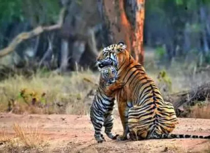 1 Night Stay Tadoba Tiger Darshan Chandrapur Tour
