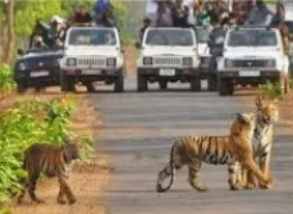 Tadoba Jungal Safari