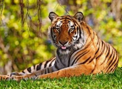 Mussoorie - Corbett Tour