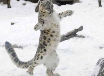 Snow Leopard Trek Ladakh Tour