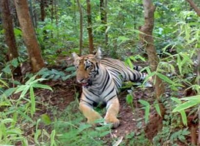 Maharashtra Wildlife Tour