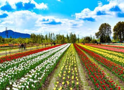 Kashmir Tulip Festival Tour