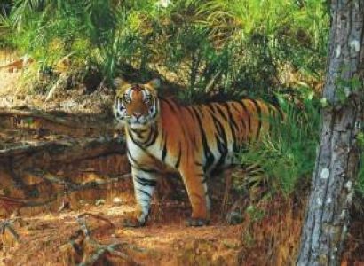 2 Nights - 3 Days Satkosia Tour Package