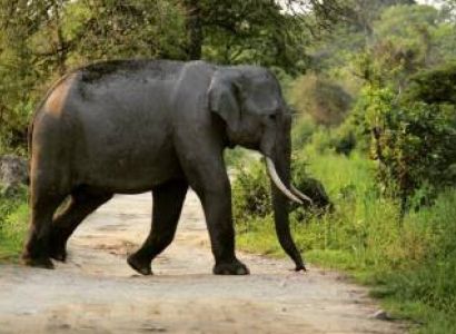 Kaziranga Tour 4 Days