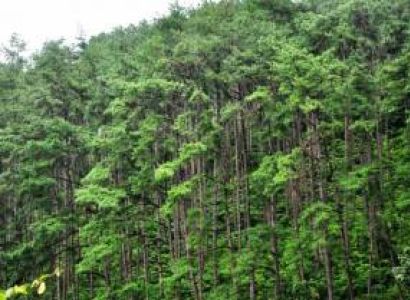 Daringbari & Gopalpur 4 Days Tour