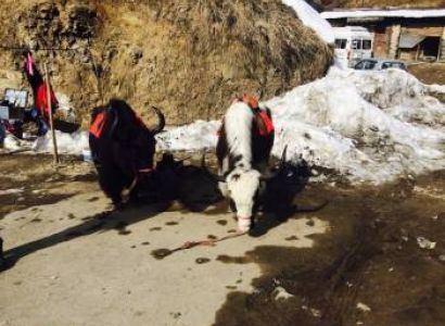 9 Nights 10 Days Himachal Holiday Package