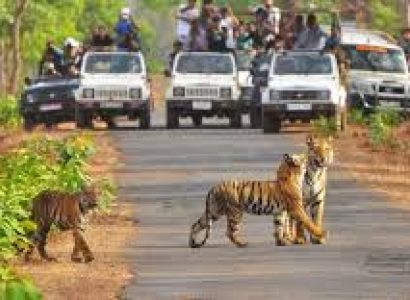 Jim Corbett National Park Jungle Safari Package