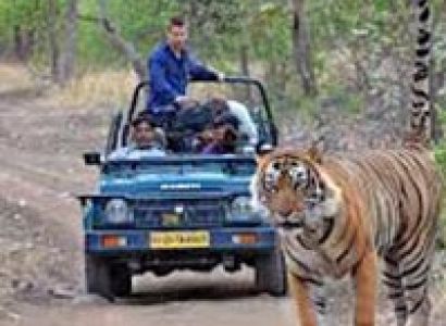 Rajasthan Wildlife Tour