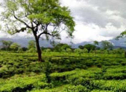 Green Dooars Tour