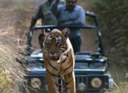 Rajasthan Wildlife Tour