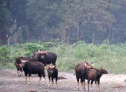 Dooars Jungle Safari,Elephant Ride,Leopard