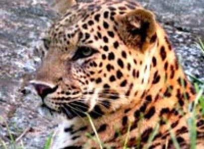 Dooars Jungle Safari, Temples Tour