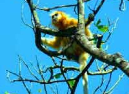 Manas - Abhayapuri - Pobitora Tour