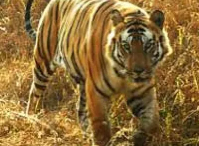 Stunning Runway Package