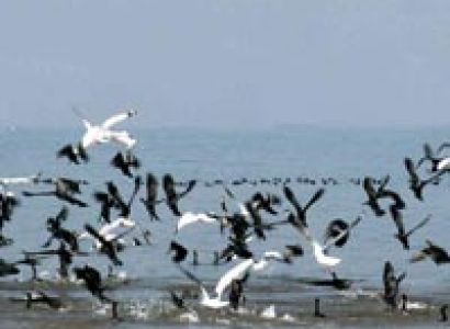 Golden Triangle Birdlife Tour