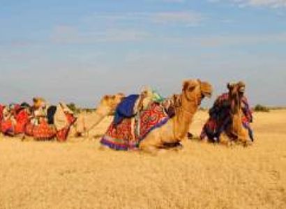 Camel Safari Tour
