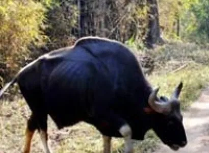 Taj Mahal with Bandhavgarh Tour