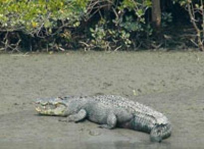 3 Jewels of Bengal Package