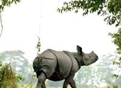 The Rhino Land Tour
