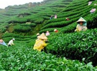 The Tea City of India Tour