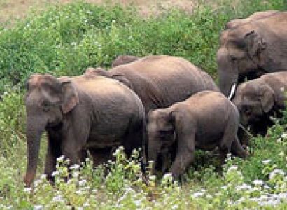 Dooars - Lataguri - Bindu - Madarihat Tour Package