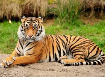 Tiger Wildlife Tour