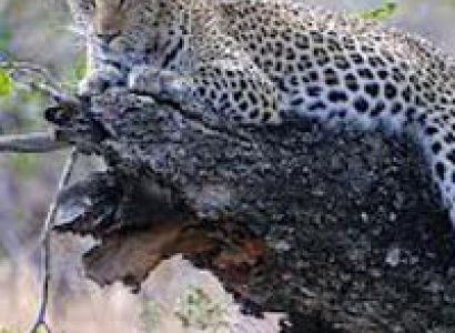 Spectacular South Africa Tour