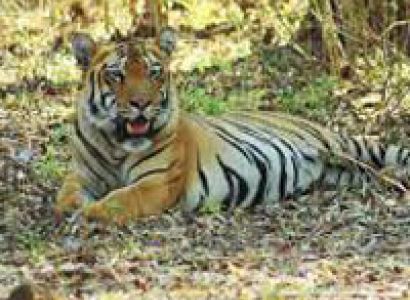 Unforgettable Kanha Tour