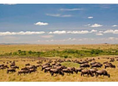 Wildebeest Migration