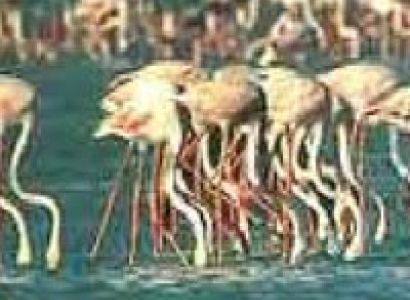 Rajasthan Wildlife with Golden Triangle Tour