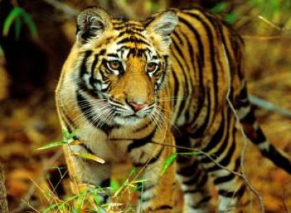 India Wildlife Tour