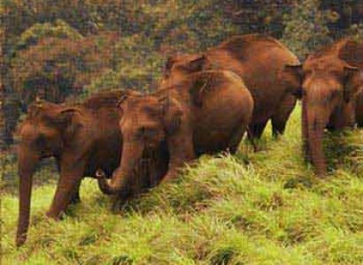 Kerala Wildlife Tour