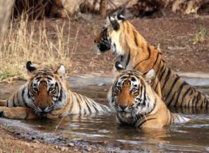 Indian Wildlife Tour