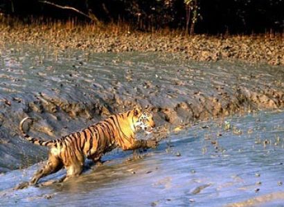 Sundarbans Tour