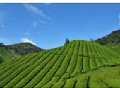 Malaysia Cameron Highlands Day Tour