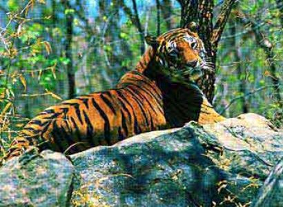 Kerala Wild Life Tour