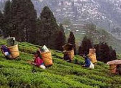 Queen of the Hills - Darjeeling Tour